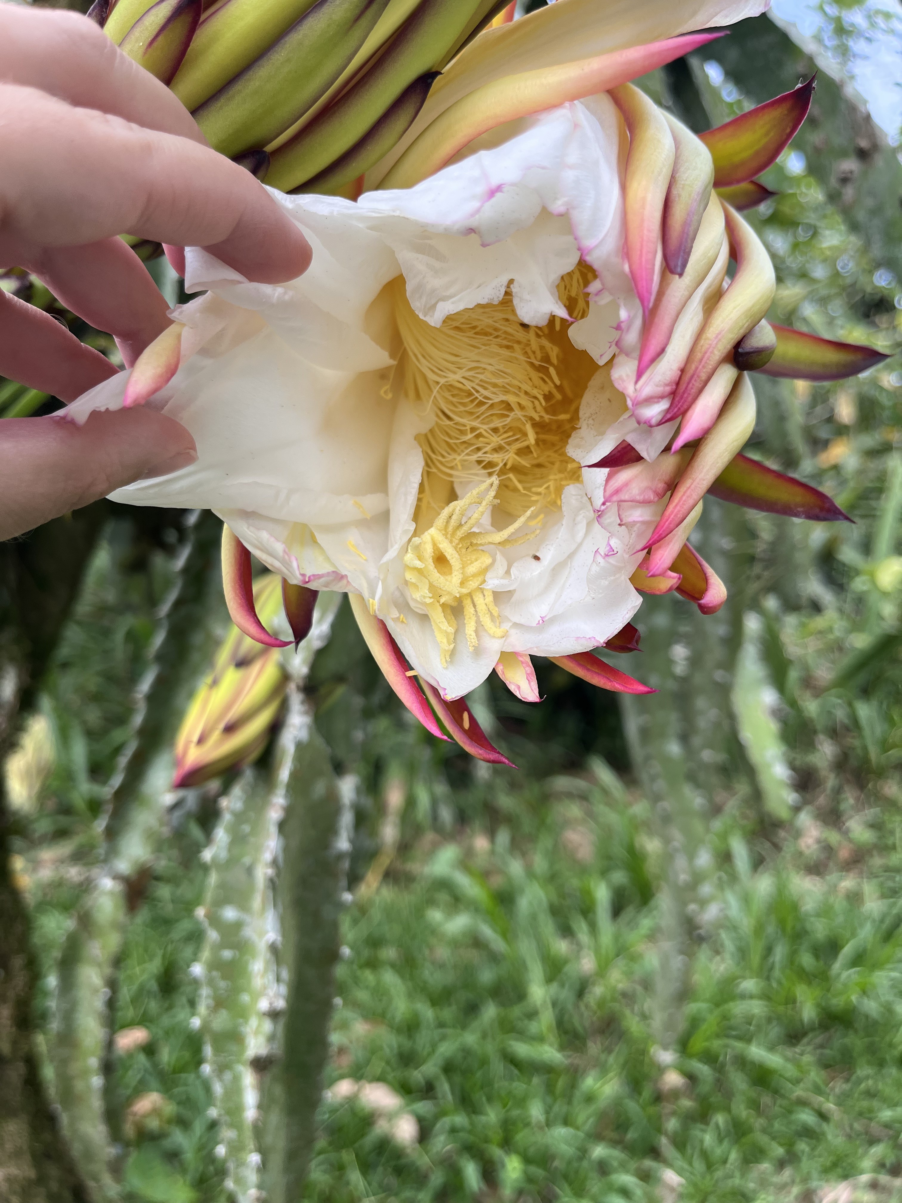 Photo 20 - Dragonfruit.jpeg